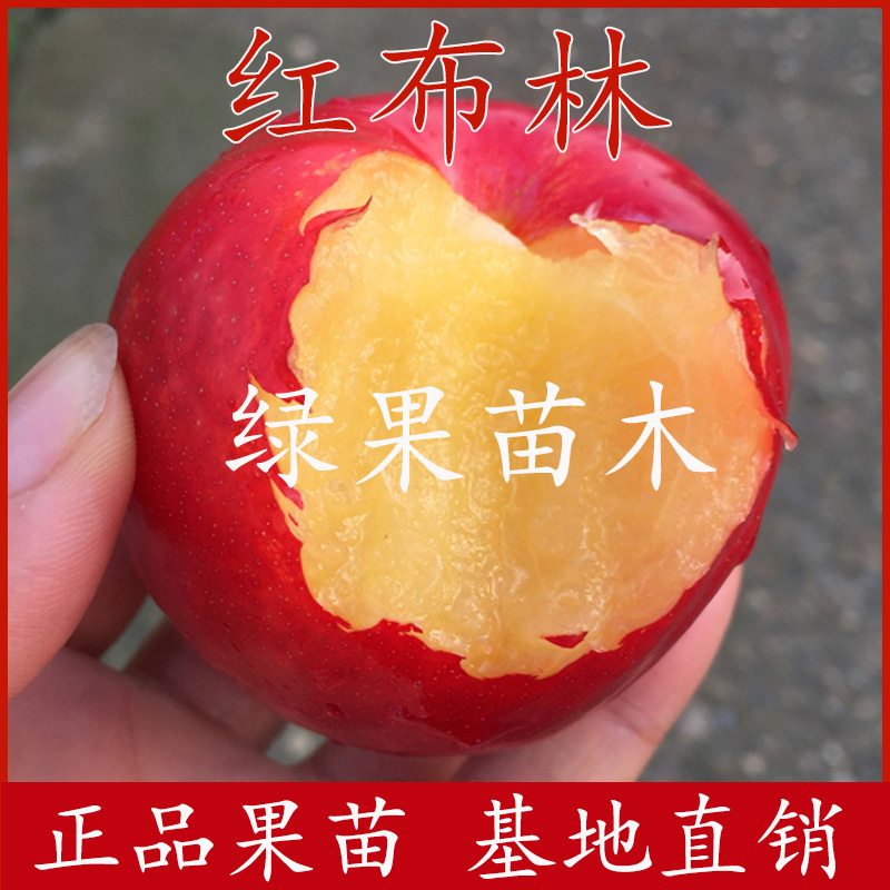 早熟五月红李美国红蛇李红布林李子苗基地直销包邮