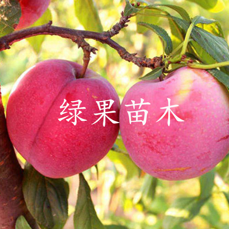 早熟五月红李美国红蛇李红布林李子苗基地直销包邮