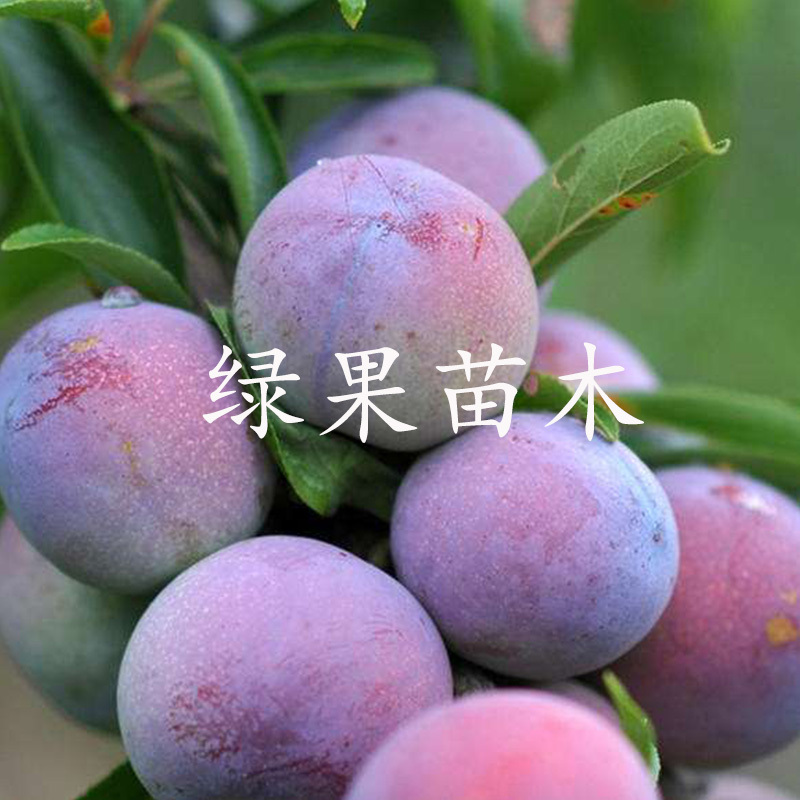 脆红李子树苗脆红李子苗脆甜离核基地直销提供技术指导