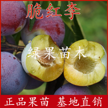 脆红李子树苗脆红李子苗脆甜离核基地直销提供技术指导