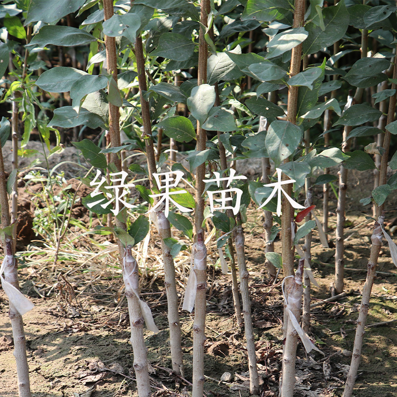 脆红李子树苗脆红李子苗脆甜离核基地直销提供技术指导
