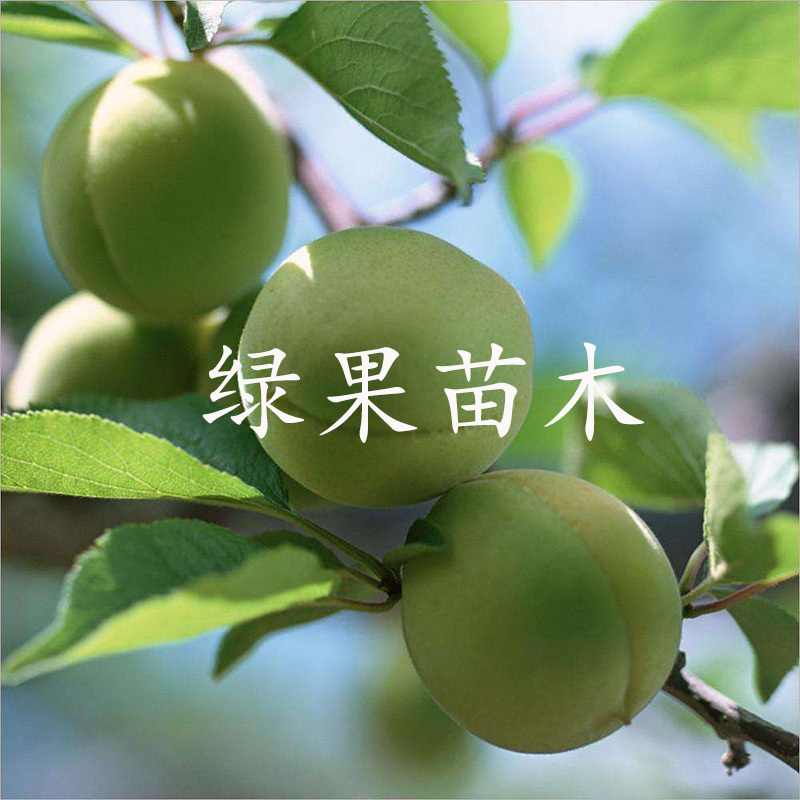 梅子树苗青梅树苗青梅苗嫁接梅子苗基地直销包品种