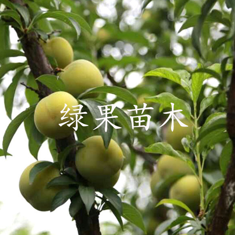 蜂糖李子苗早熟晚熟脱骨清脆脆红李苗基地直销提供技术
