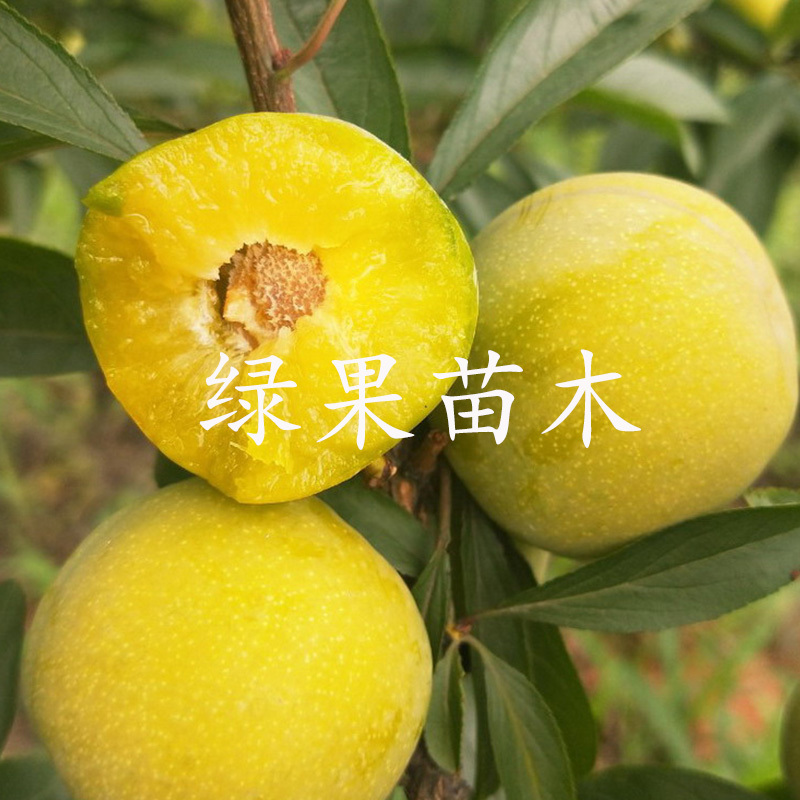 蜂糖李子苗早熟晚熟脱骨清脆脆红李苗基地直销提供技术