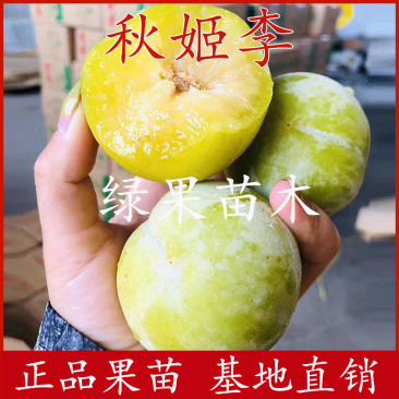 秋姬李子苗特大软脆八月李子苗基地直销南北方均可种植