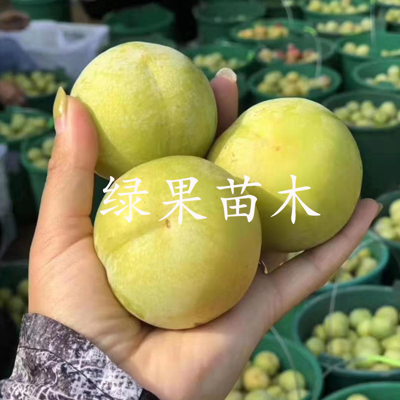 秋姬李子苗特大软脆八月李子苗基地直销南北方均可种植