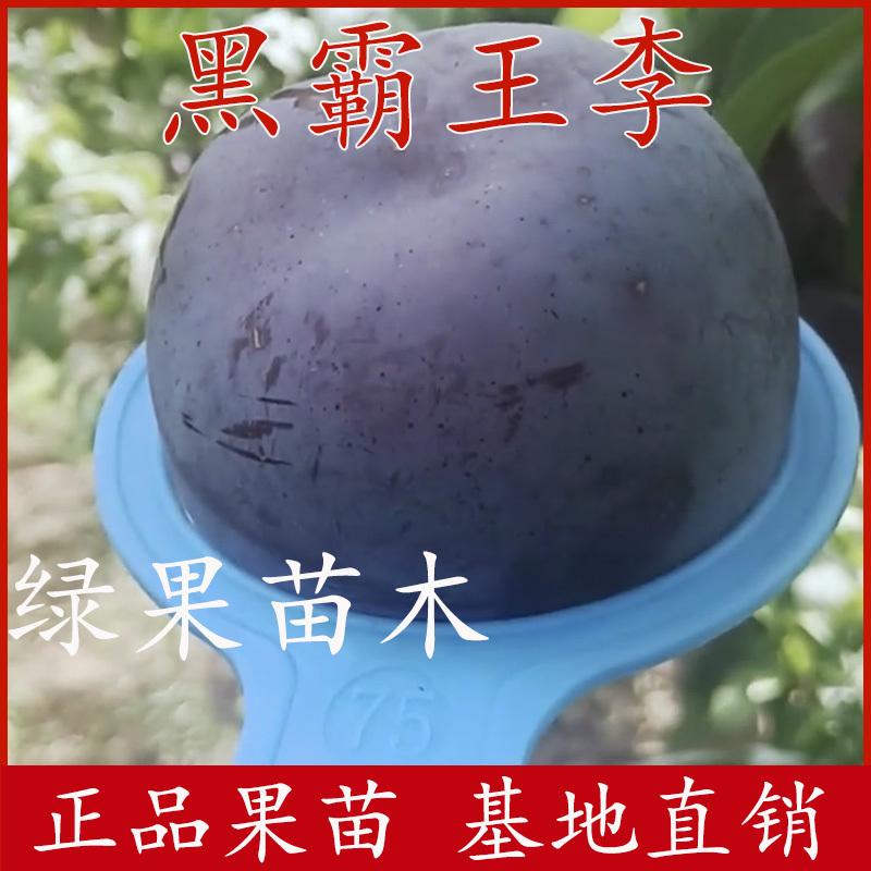 黑霸王李子苗巨型黑李苗基地直销现挖现卖保证品种