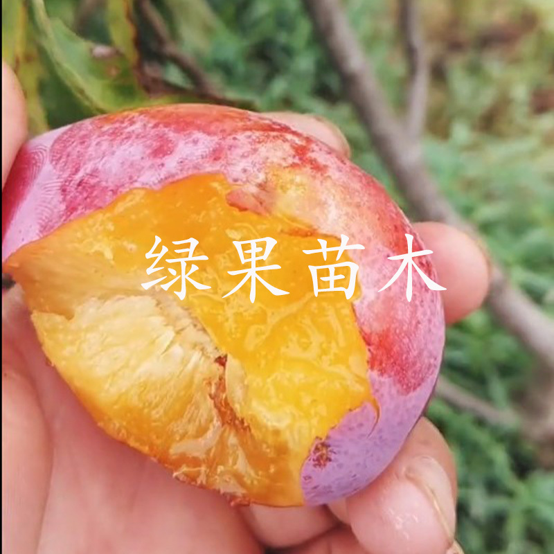 法兰西西梅树苗新品种李子苗西梅苗基地直销包品种