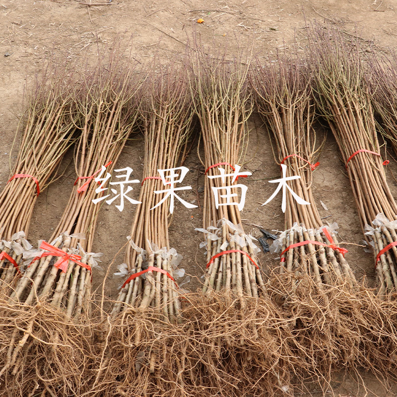 【火爆热销】美人醉李子苗自花授粉基地直销包成活