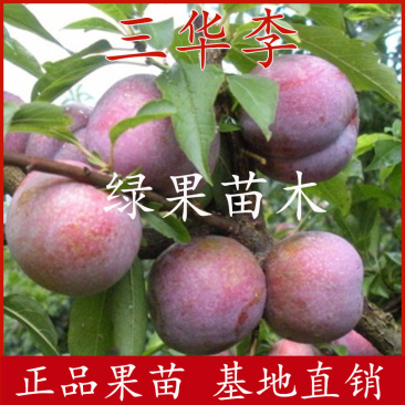 早熟晚熟三华李苗三华李子苗基地直销提供技术指导
