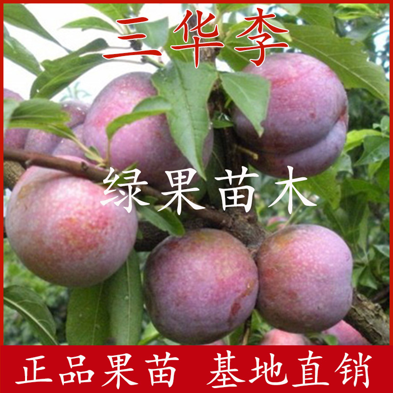 早熟晚熟三华李苗三华李子苗基地直销提供技术指导