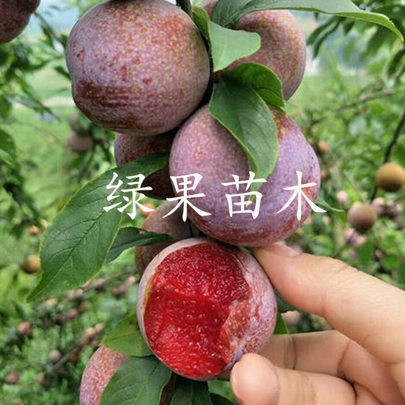 早熟晚熟三华李苗三华李子苗基地直销提供技术指导