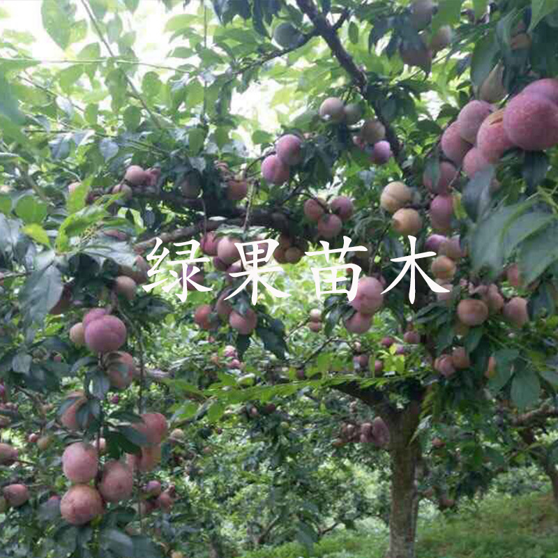 早熟晚熟三华李苗三华李子苗基地直销提供技术指导