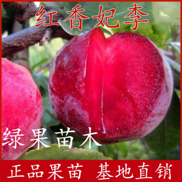 红香妃李子苗新品种香红李苗基地直销南北方均可种植