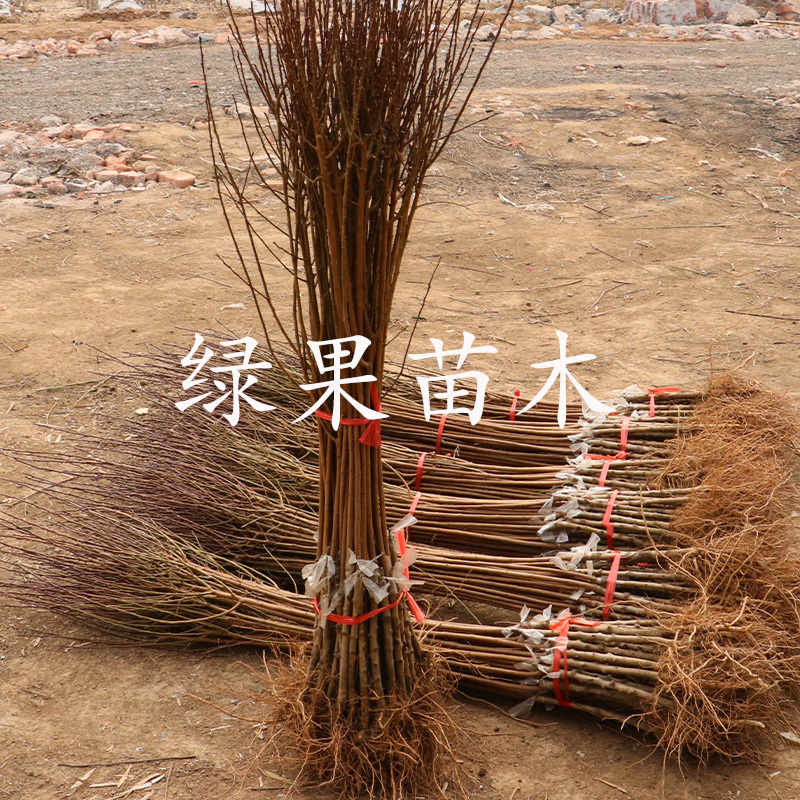 红香妃李子苗新品种香红李苗基地直销南北方均可种植
