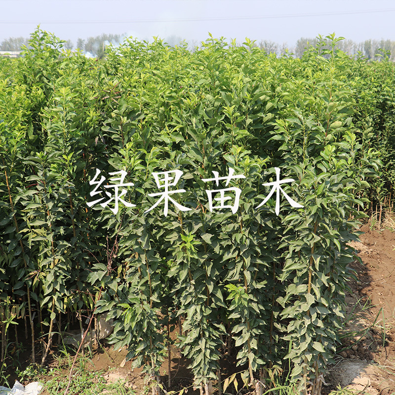 西梅苗西梅女神苗西梅皇后李子苗基地直销提供技术指导