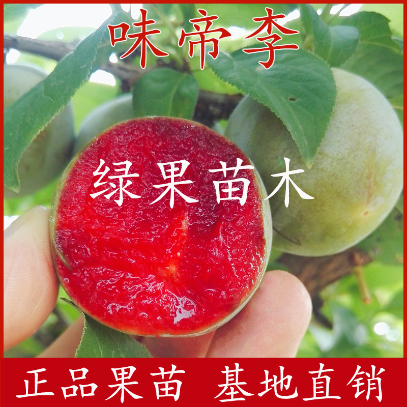 味帝李子苗味馨味厚李苗青皮红肉基地直销品种保证