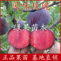 杏李苗风味玫瑰李子苗早熟李南北方种植品质纯正