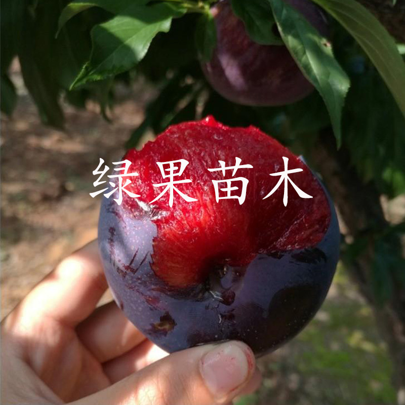 杏李苗风味玫瑰李子苗早熟李南北方种植品质纯正