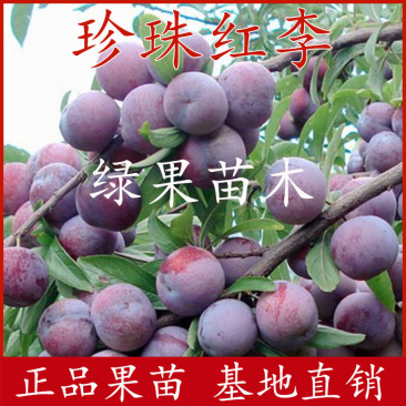 果树苗珍珠红李苗嫁接李子苗珍珠李南北方种植包邮