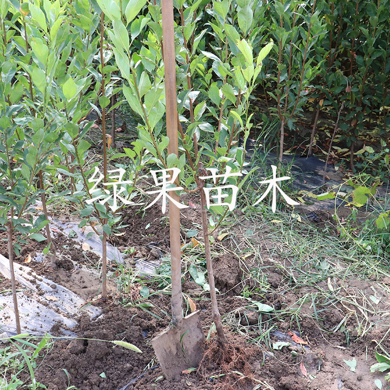 果树苗珍珠红李苗嫁接李子苗珍珠李南北方种植包邮
