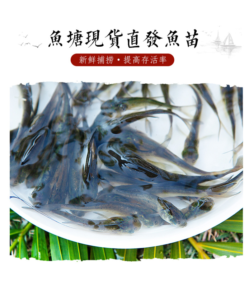 大头鱼苗花鲢苗鳙鱼苗