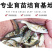 大头鱼苗花鲢苗鳙鱼苗