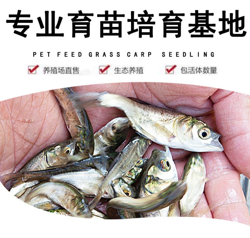 大头鱼苗花鲢苗鳙鱼苗