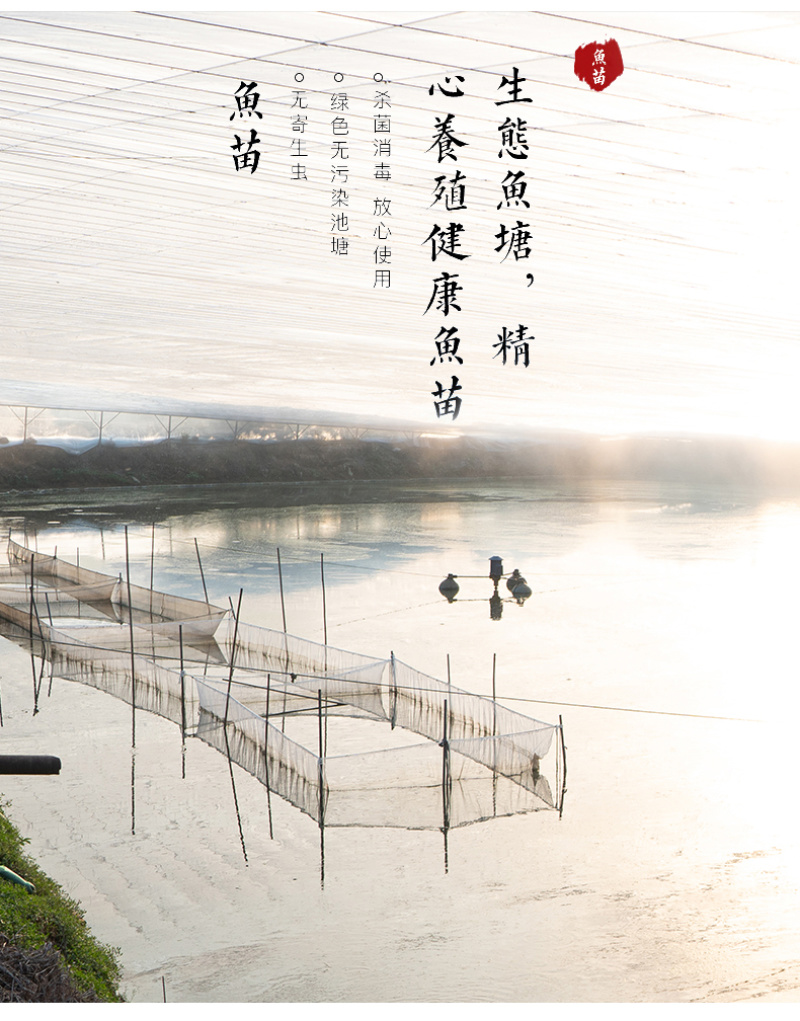 大头鱼苗花鲢苗鳙鱼苗