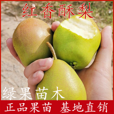 嫁接梨苗红香酥梨苗香梨树苗玉露香库尔勒基地直销