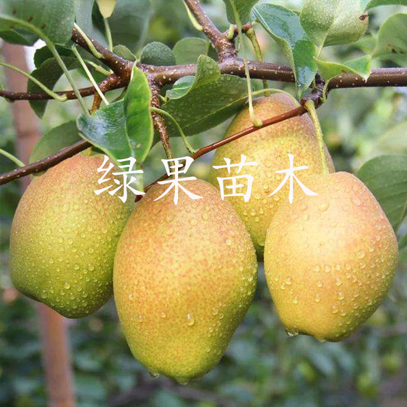 嫁接梨苗红香酥梨苗香梨树苗玉露香库尔勒基地直销