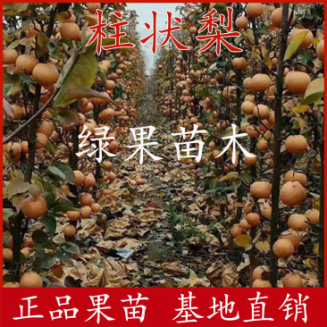 柱状梨树苗新品种嫁接苗立柱型黄梨苗南北方种植