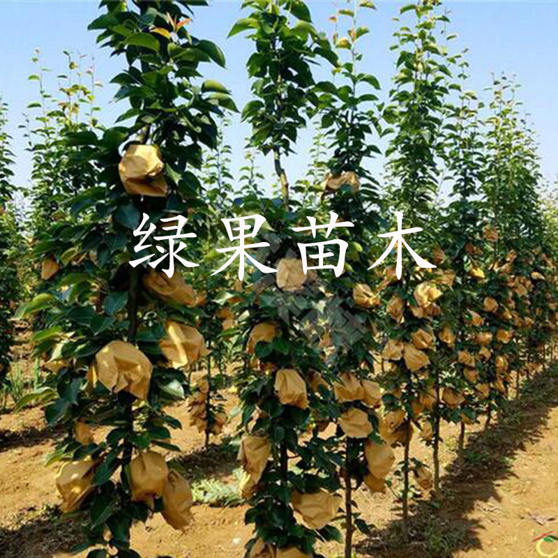 柱状梨树苗新品种嫁接苗立柱型黄梨苗南北方种植