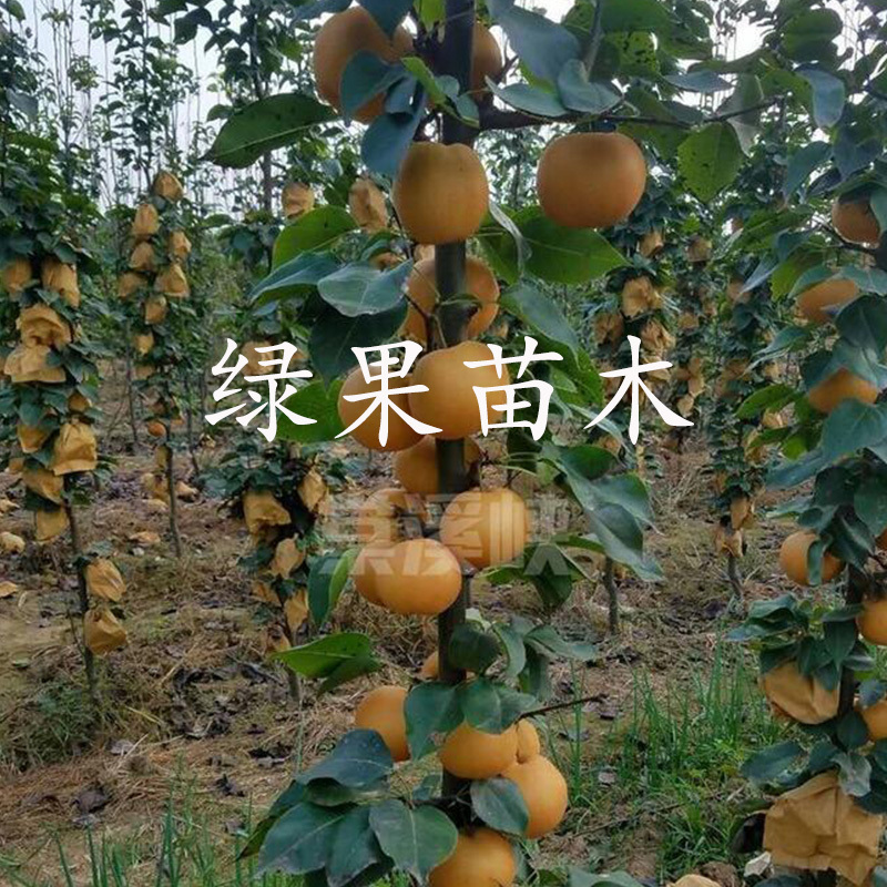 柱状梨树苗新品种嫁接苗立柱型黄梨苗南北方种植