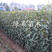 柱状梨树苗新品种嫁接苗立柱型黄梨苗南北方种植