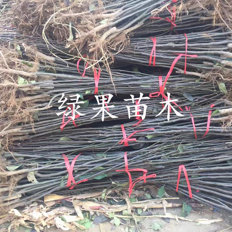 柱状梨树苗新品种嫁接苗立柱型黄梨苗南北方种植