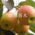 苹果梨苗南国梨南果梨树苗基地直销南北方种植包活