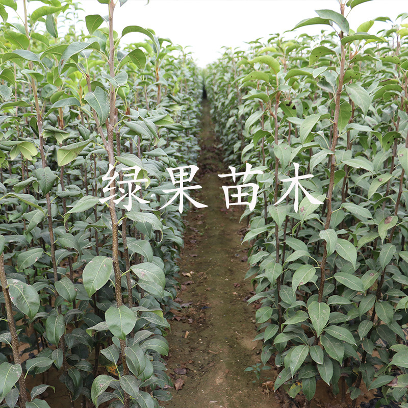 苹果梨苗南国梨南果梨树苗基地直销南北方种植包活