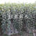 香梨苗库尔勒香梨苗新梨七号新品种基地直销南北方种植