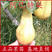阿巴特梨树苗长颈葫芦形香梨西洋梨苗南北方种植包活