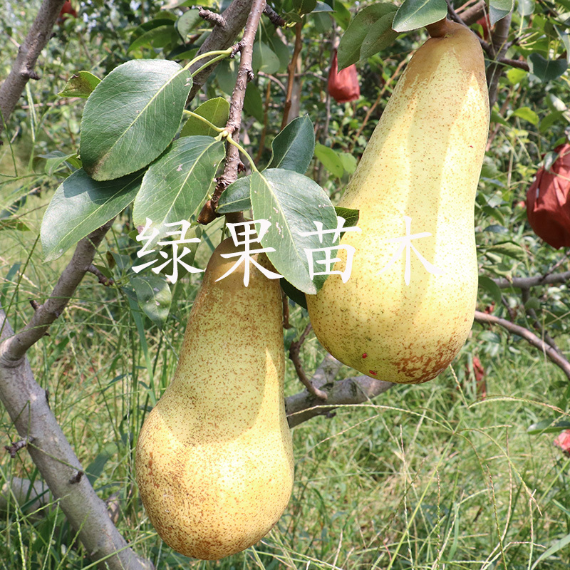 阿巴特梨树苗长颈葫芦形香梨西洋梨苗南北方种植包活