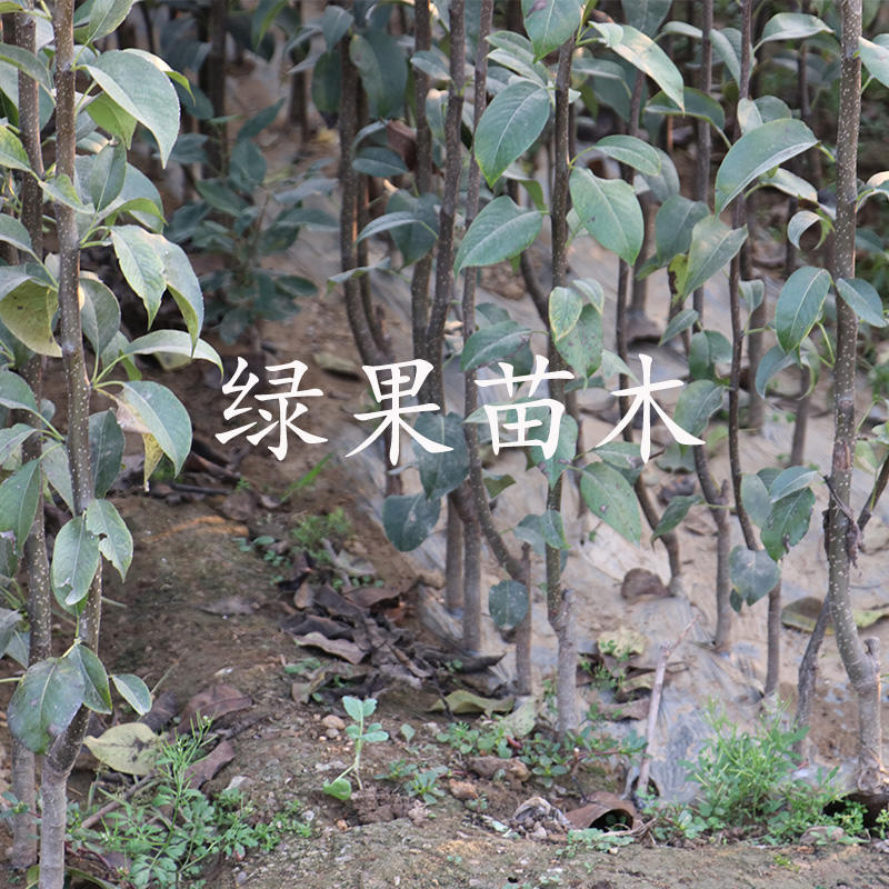 阿巴特梨树苗长颈葫芦形香梨西洋梨苗南北方种植包活