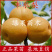 丰水梨苗嫁接梨树苗早生喜水梨苗南北方种植基地直销