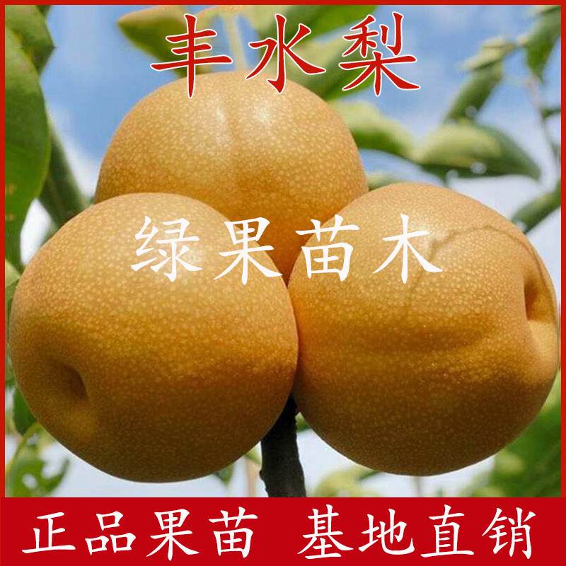 丰水梨苗嫁接梨树苗早生喜水梨苗南北方种植基地直销