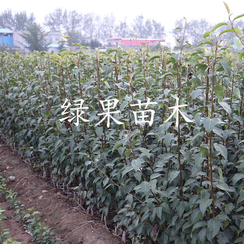 嫁接红梨苗早酥红梨树苗基地直销死苗补发技术指导
