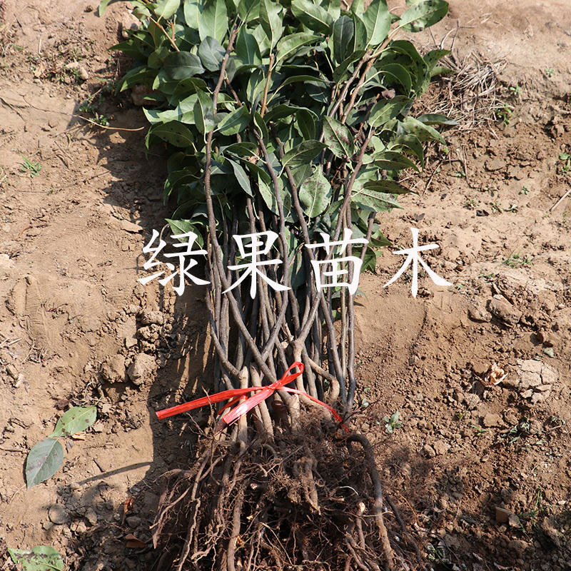 嫁接红梨苗早酥红梨树苗基地直销死苗补发技术指导