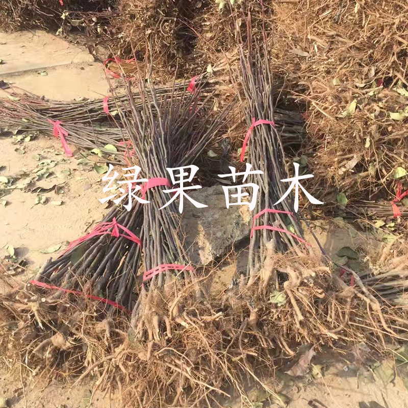 嫁接红梨苗早酥红梨树苗基地直销死苗补发技术指导