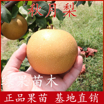秋月梨树苗金秋蜜梨苗晚熟新品种品种保证技术指导
