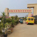 突尼斯软籽石榴苗拒绝假苗现挖现发保湿发货