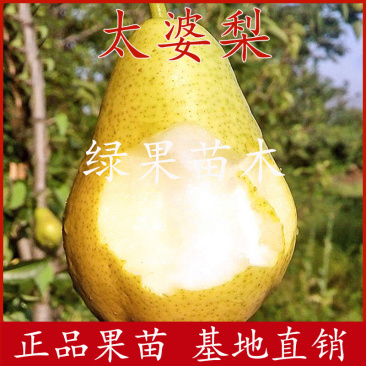 太婆梨苗嫁接果树苗香蕉梨苗贵妃梨五九香梨苗基地直销